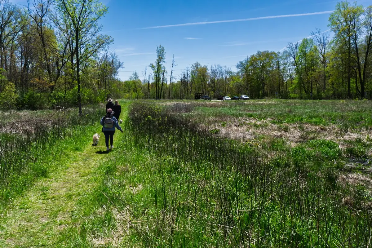 Indiana Great Marsh Parking Lot Visitors and a dog walk on a grassy path toward the parking area surrounded by trees and a sunny, open marshland field at Great Marsh, Indiana Dunes.