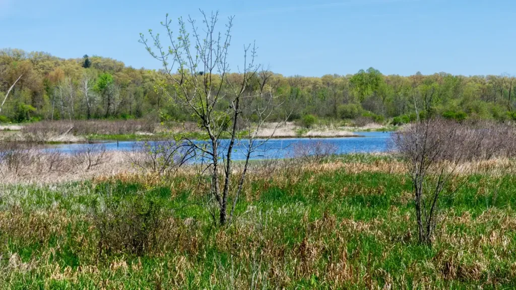 Hiking the Great Marsh Trail: Birdwatching & Wetland Wildlife at Indiana Dunes NP