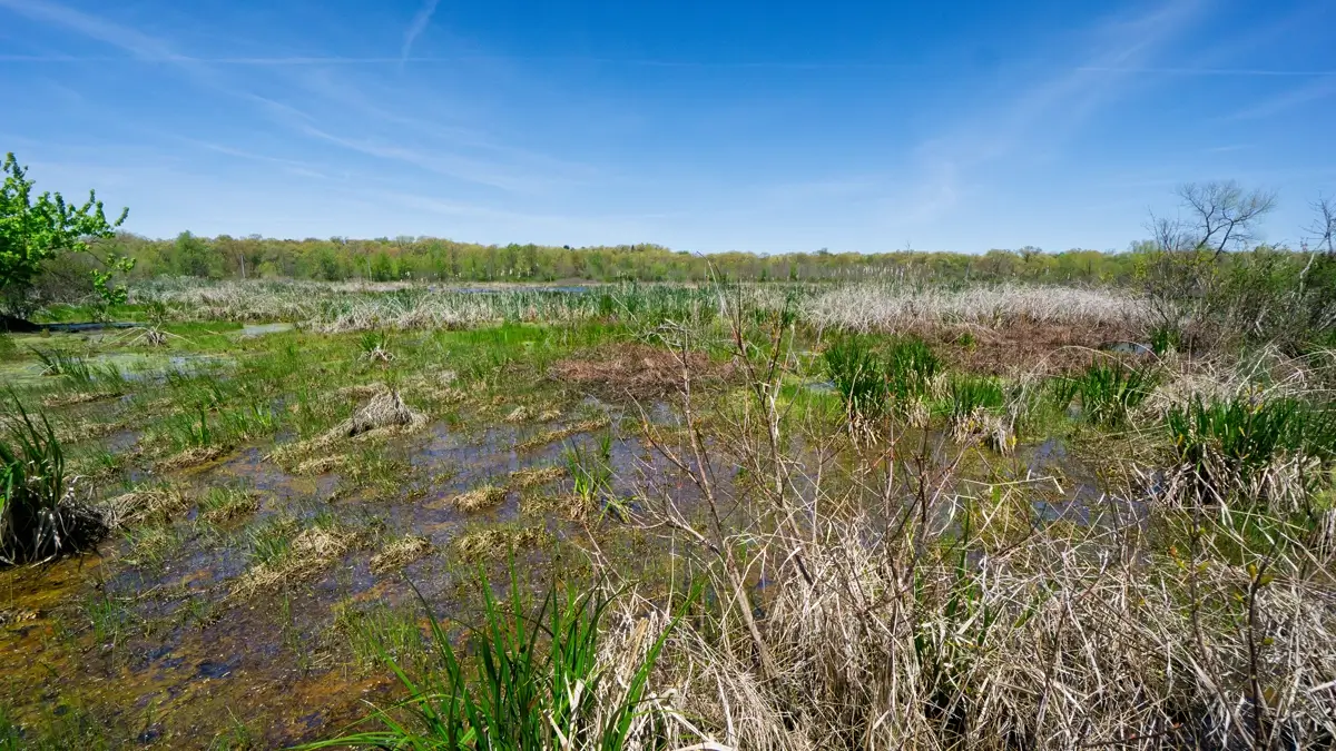 The Great Marsh Indiana Dunes Expansive view of the Great Marsh wetlands, showing patches of standing water, wet soil, and mixed green and dry marsh grasses under a bright blue sky at Indiana Dunes.