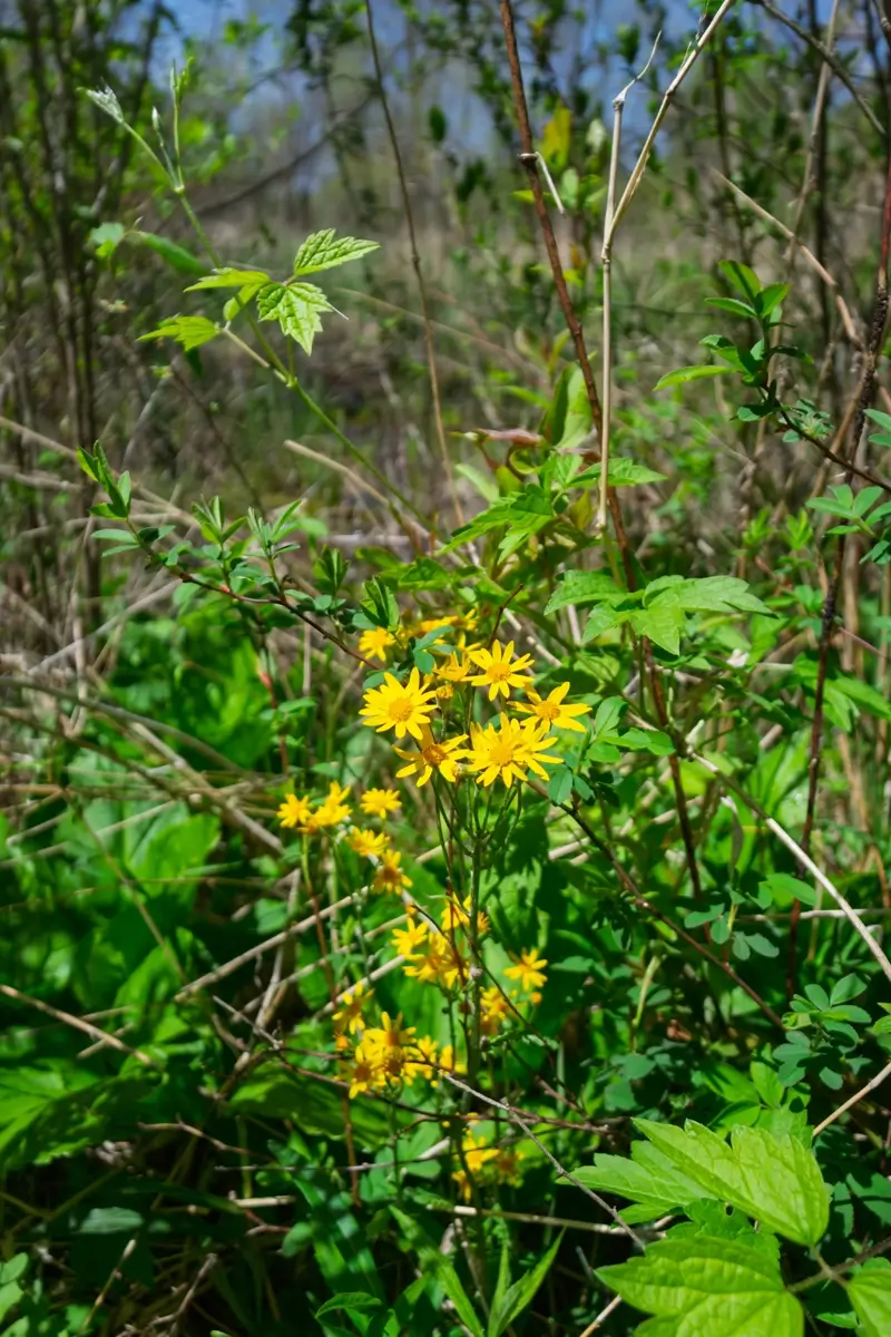 Yellow Flower At Great Marsh Indiana Cluster of small, bright yellow wildflowers blooming in the dense green undergrowth along the Great Marsh Trail, Indiana Dunes National Park.