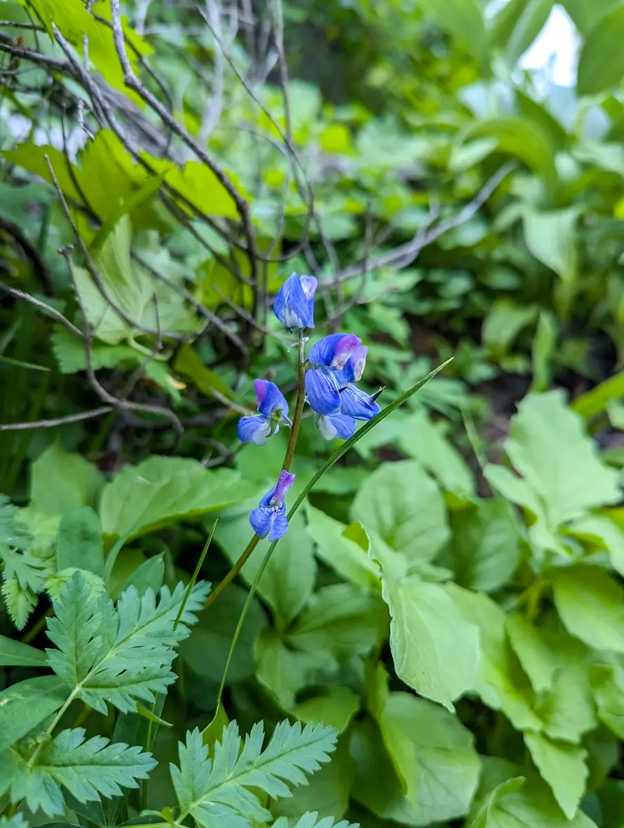 Close-up of delicate blue wildflowers surrounded by broad green leaves, growing next to the Pacific Crest Trail. These mountain blossoms are a beautiful detail of the Mount Rainier alpine environment.