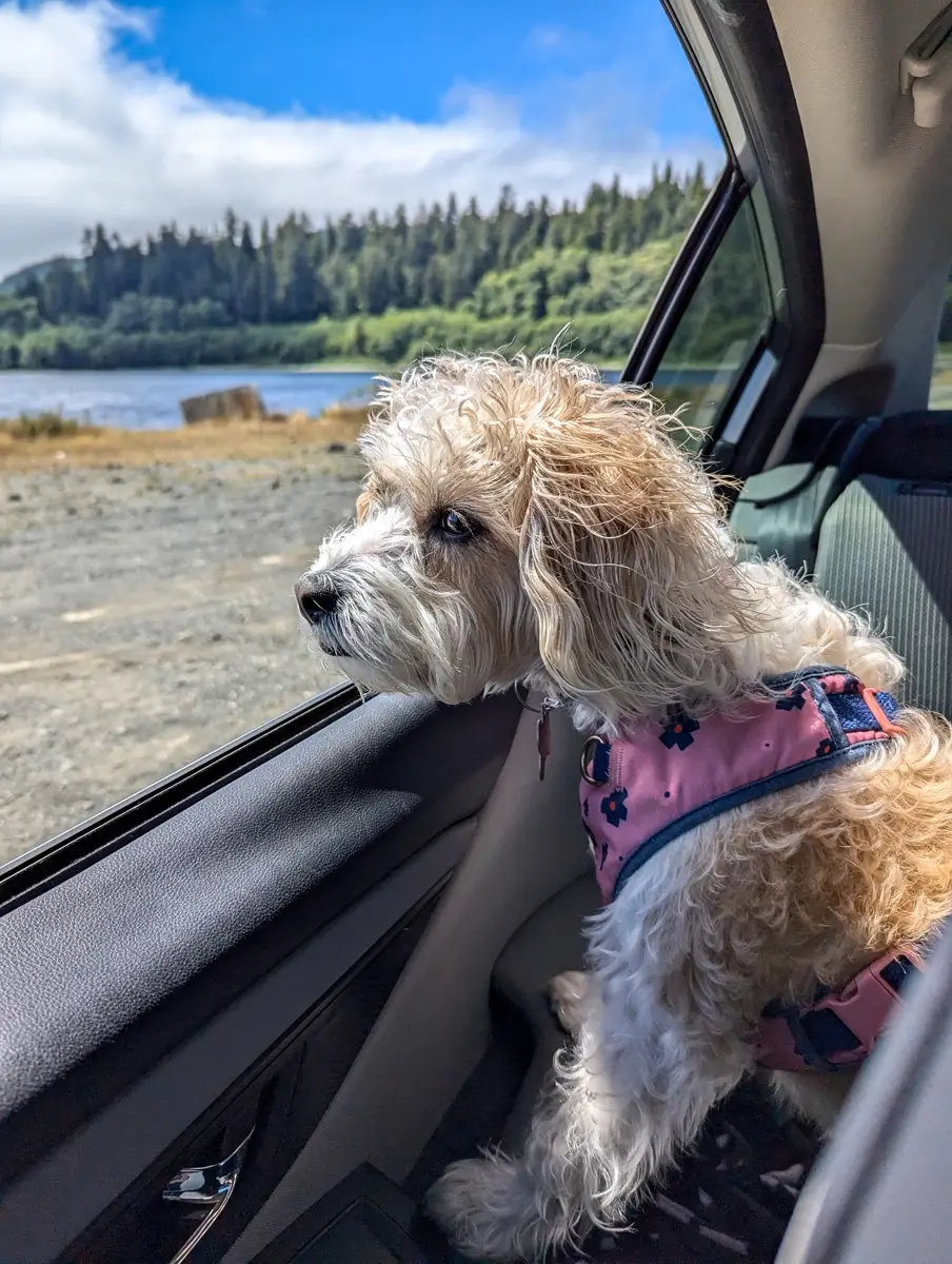 Lily At Neah Bay A small, fluffy white and tan dog named Lily, wearing a pink floral harness, sits in the back seat of a car, looking out the open window at a scenic view of a body of water and a treeline of green forest under a blue, cloudy sky.