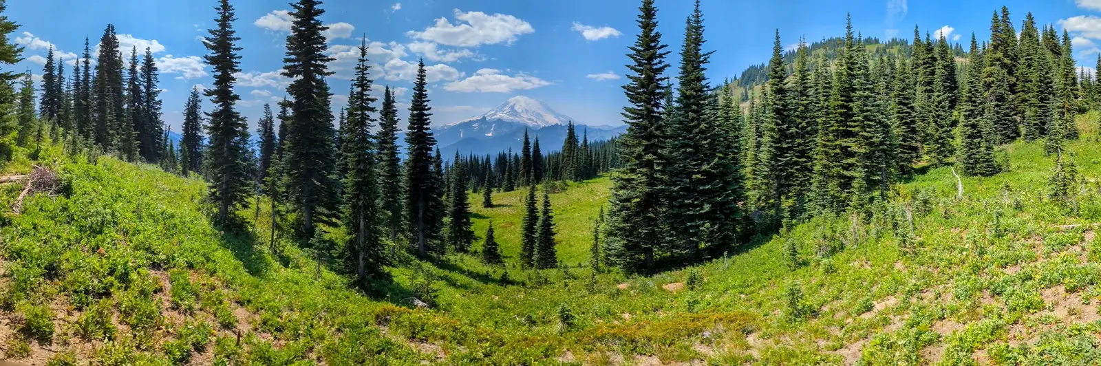 Panoramic view of Mount Rainier towering over a lush subalpine meadow and dense evergreen forest. The snow-capped mountain dominates the horizon on a clear, sunny day, captured from the high elevation of the Naches Peak Loop Trail or the Pacific Crest Trail (PCT).