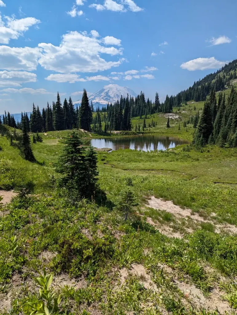 Scenic landscape view of Mount Rainier reflecting in a small, peaceful alpine lake or tarn. The tranquil water is surrounded by green subalpine meadow and scattered evergreen trees, taken on a clear day from the famous Naches Peak Loop Trail in Washington.