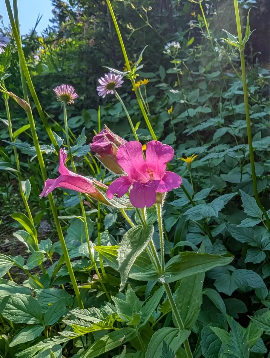 Close-up image of brilliant pink wildflowers with velvet stems, likely a type of Penstemon, blooming on the Pacific Crest Trail (PCT). The sunlight illuminates the delicate petals among the green growth.