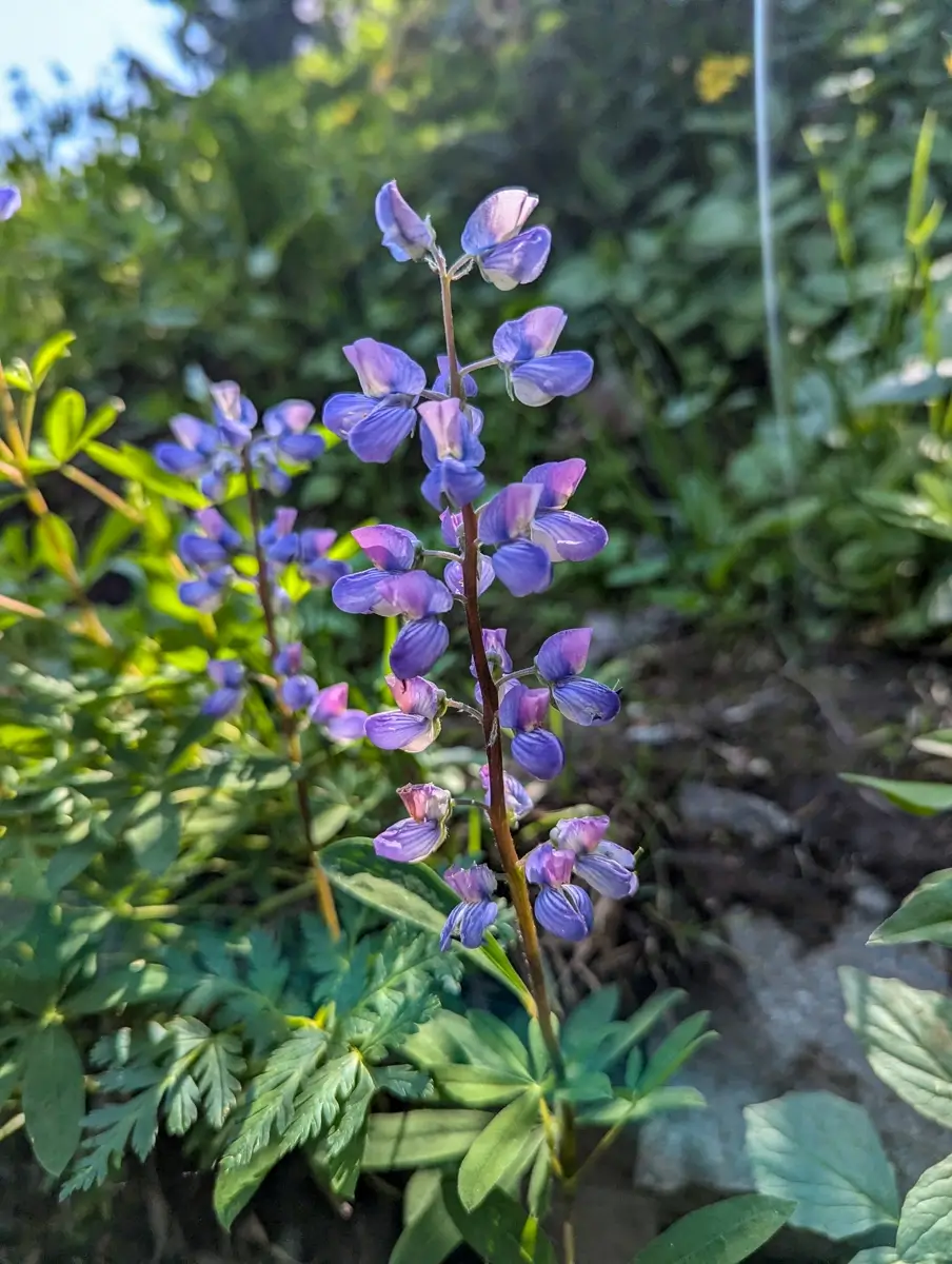 Macro shot of striking purple wildflowers, likely Lupine, blooming on the Pacific Crest Trail in Mount Rainier National Park, Washington. The sun backlights the blossoms, standing tall among lush green foliage.