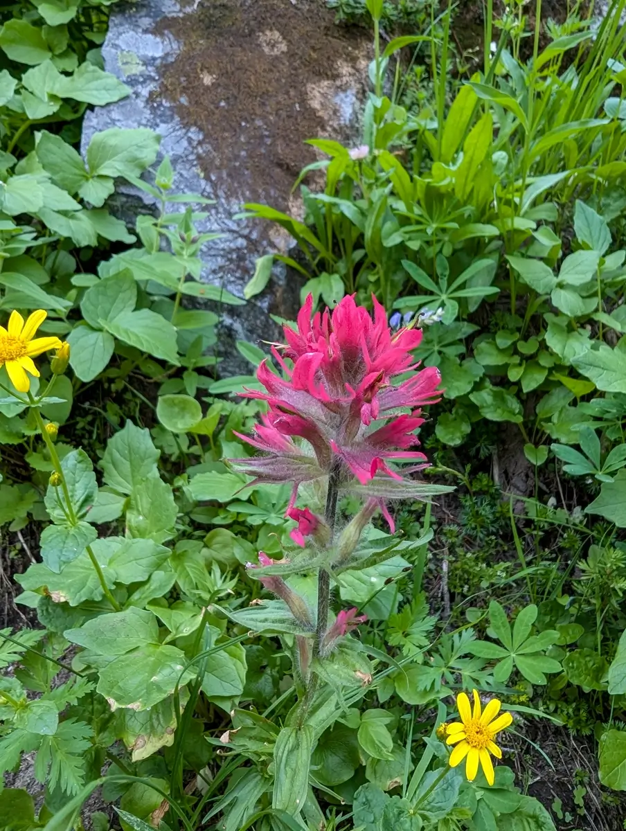 A bright red Indian Paintbrush wildflower (Castilleja) surrounded by yellow and green plants, seen along the Pacific Crest Trail (PCT) in Washington. This detail highlights the vibrant alpine plant life in the Mount Rainier area.
