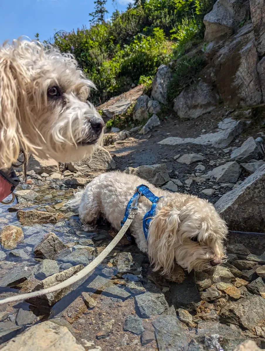 Adorable close-up of two small, white dogs, Toby and Lily, cooling off in a shallow mountain stream on the Pacific Crest Trail (PCT). One dog, wearing a blue harness, is lying down in the refreshingly cold water and rocks, a great moment of pet-friendly hiking near Mount Rainier.