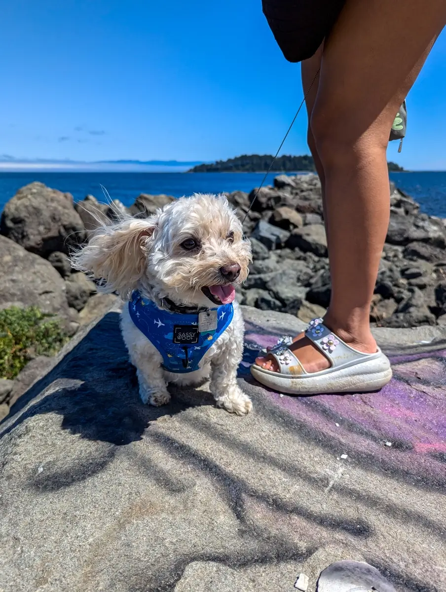 Toby At Neah Bay A small, fluffy white and tan dog named Toby, wearing a blue harness with white stars, sits on a large grey rock on the coast. A person's legs and silver sandal are visible to the right. The background is a bright blue ocean and rocky shoreline under a clear blue sky.