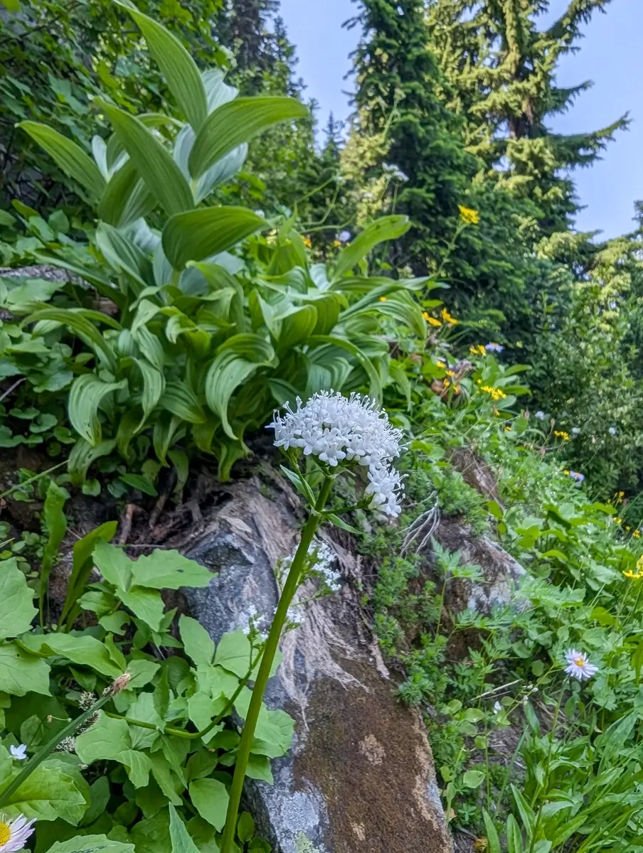 Close-up of white wildflowers with tiny clustered blossoms, likely Valerian or Beargrass, blooming on the Pacific Crest Trail in Mount Rainier National Park, Washington. The flower is set against a background of large, dark rocks, lush green foliage, and towering evergreen trees.