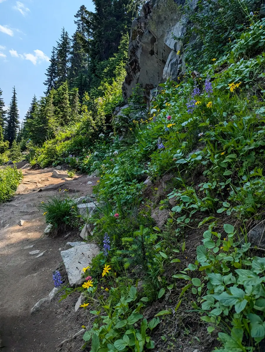 Close-up view of a vibrant display of wildflowers along the Pacific Crest Trail in Mount Rainier National Park. The hillside is covered with yellow, purple, and red blossoms next to a rocky outcrop and the dirt hiking path.
