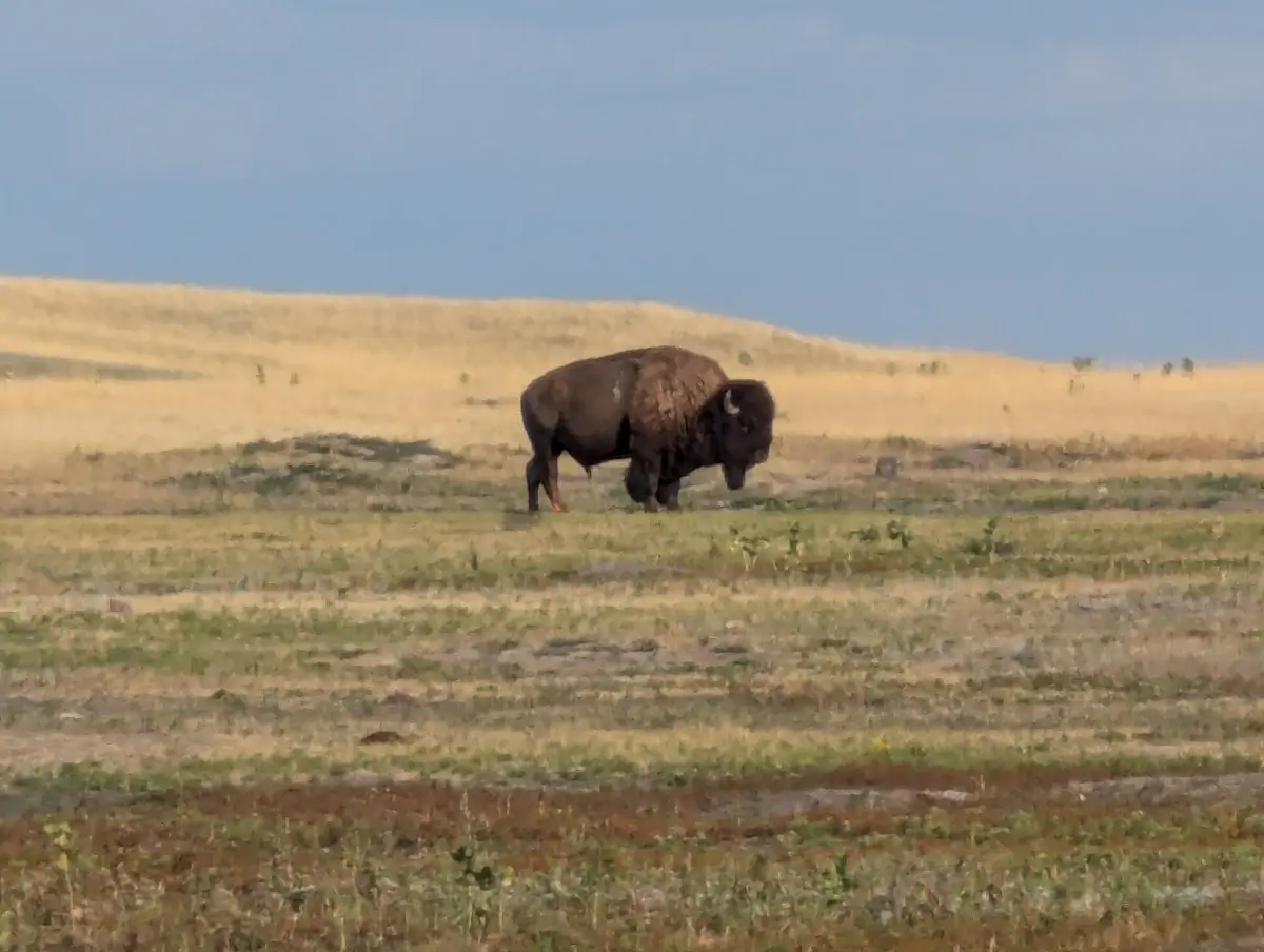 Bison At Badlands South Dakota A large, solitary bison grazing in the open, golden-brown prairie landscape of Badlands National Park, South Dakota.