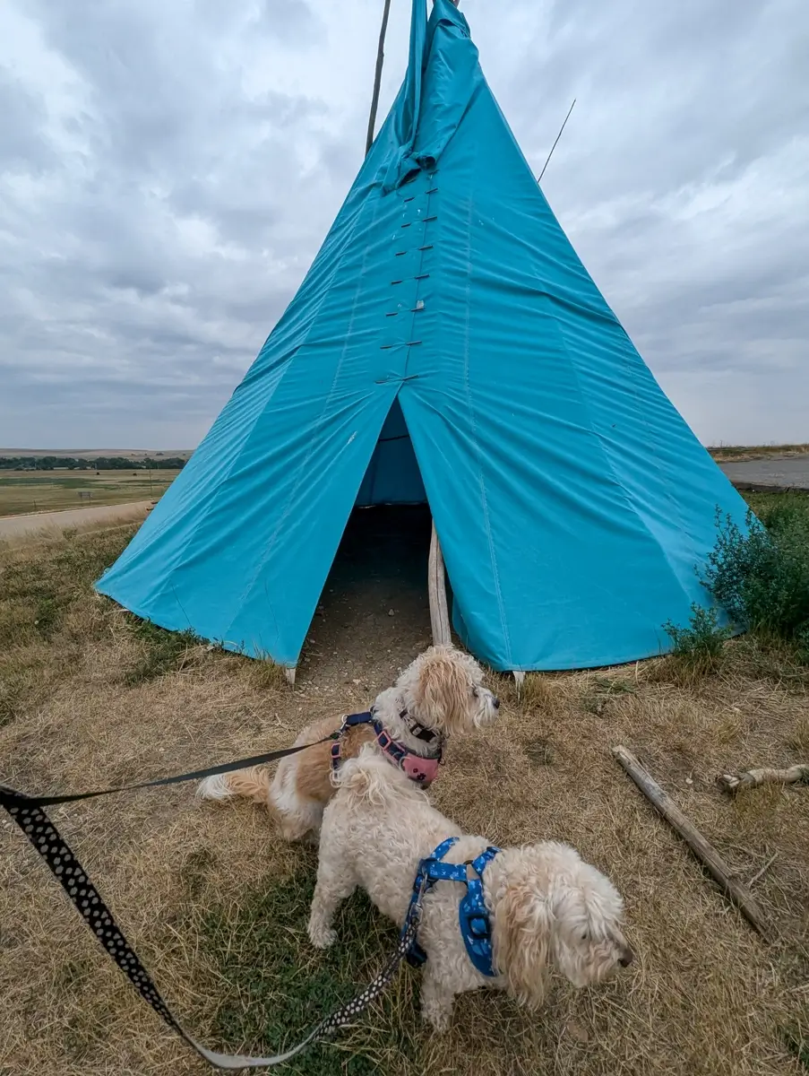 Custer Battlefield Trading Post Cafe Teepee Two small, scruffy white dogs in harnesses stand on dry grass in front of a large, bright turquoise teepee. The teepee has a dark triangular opening and stands against a vast, open landscape under a heavy, overcast sky.