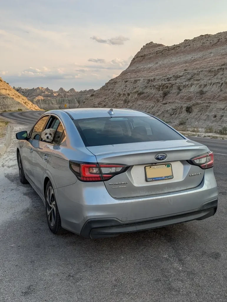 White and tan dog looking out of a silver Subaru Legacy car window on the scenic Badlands National Park road.