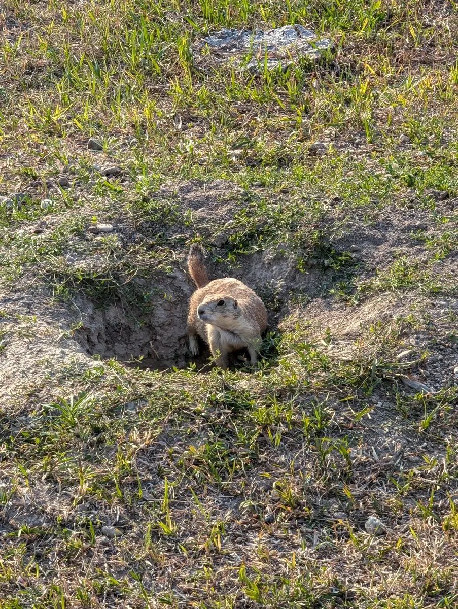 Prairie Dog In Badlands NP A black-tailed prairie dog peeking out of its burrow in the grass at Badlands National Park.