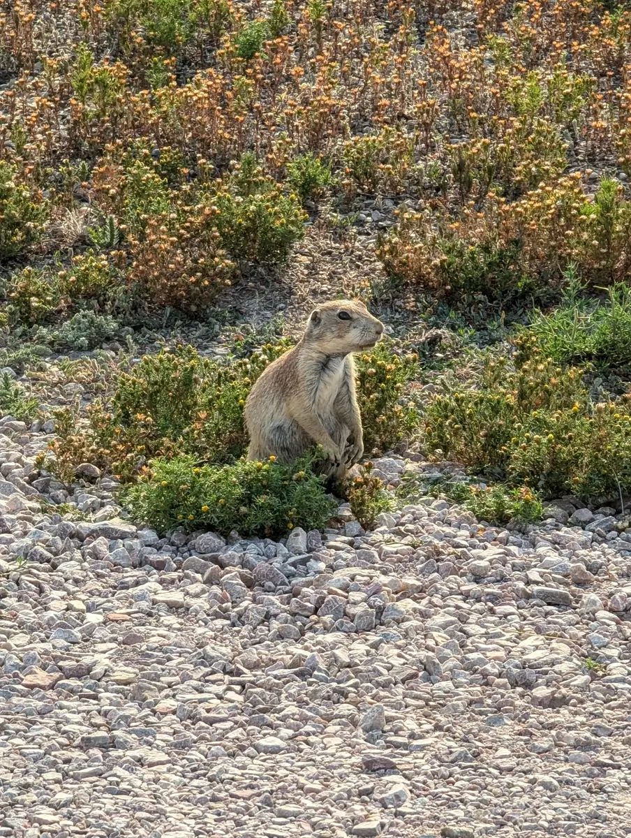 Prairie Dog In Badlands National Park Prairie dog sitting upright amidst small rocks and scrubby green and brown plants in Badlands National Park.