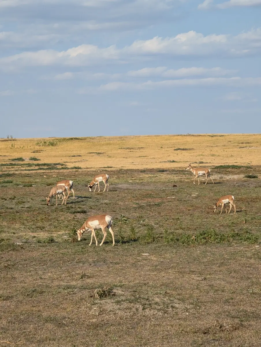 Pronghorn In Badlands South Dakota A herd of six pronghorn antelopes grazing in the mixed prairie grass of Badlands National Park, South Dakota.