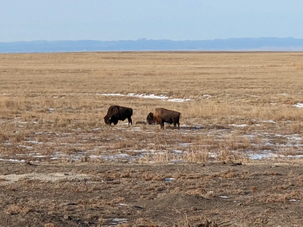Buffalo In Badlands Winter Two American bison grazing on the brown winter prairie grass of Badlands National Park under a clear blue sky.
