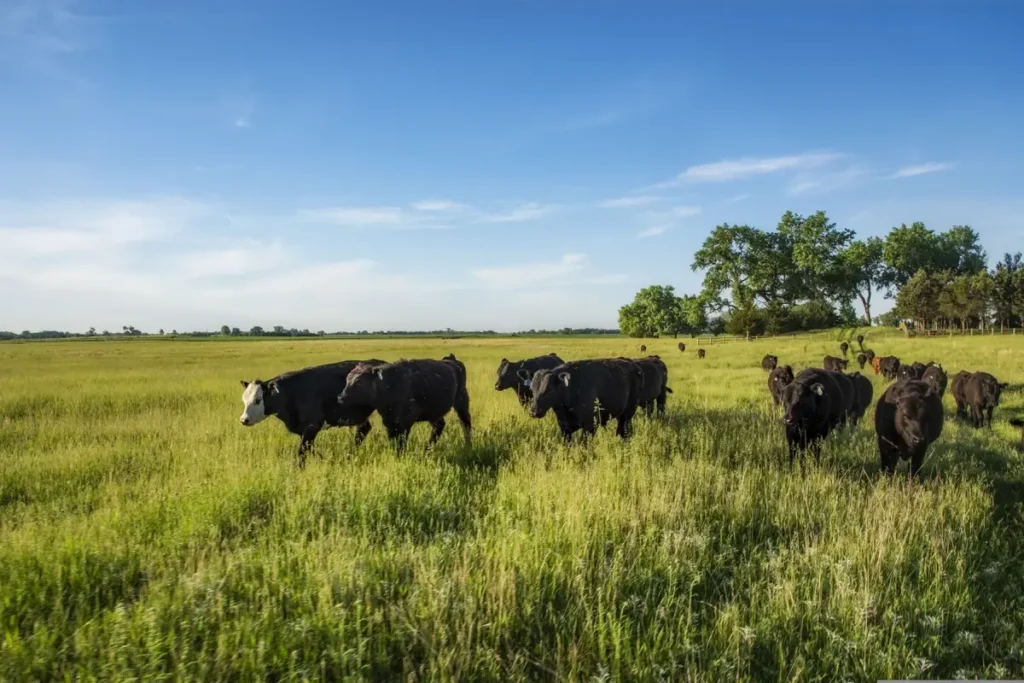 A herd of black cattle walks through tall green grass in an open pasture under a clear blue sky. The wide landscape and grazing cows emphasize rural farmland and open range conditions. Credit to sspiehs3 of Pixabay