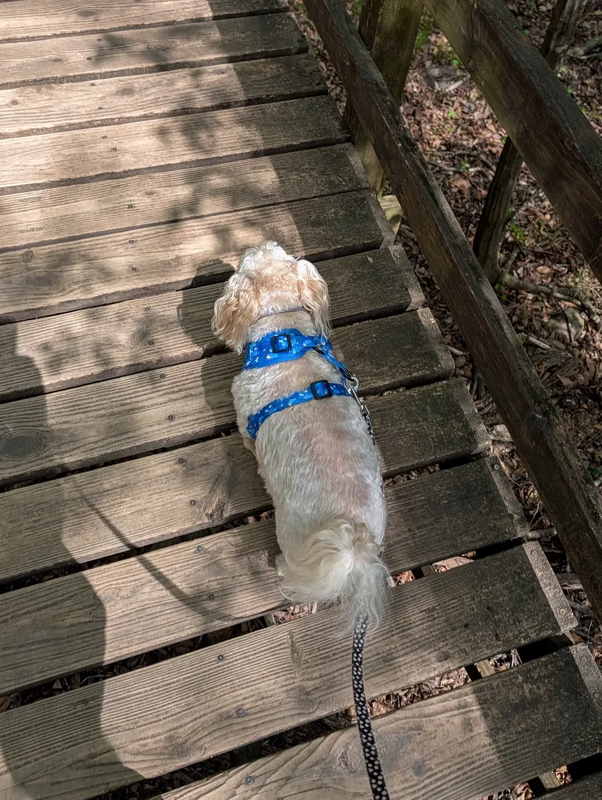 A close-up view of the weathered planks of the Boardwalk Loop Trail in Congaree National Park, with a small dog walking ahead.
