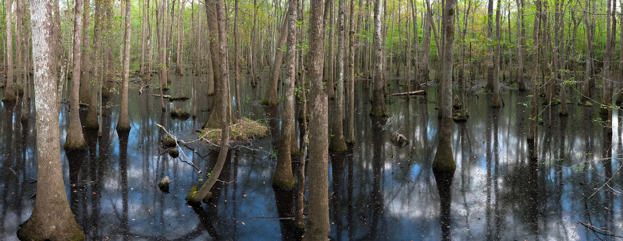Panoramic view of the unique cypress and tupelo swamp habitat visible from the Boardwalk Loop Trail at Congaree National Park.