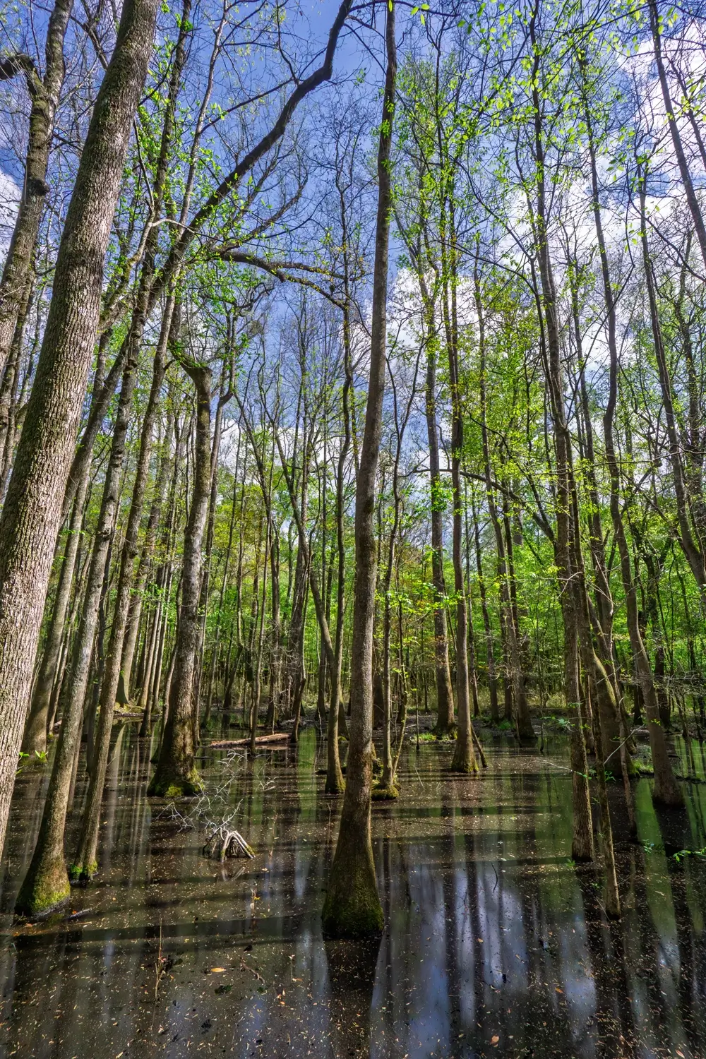 Flooded forest in Congaree National Park with tall trees rising from still water, reflecting the sky and highlighting the unique landscape seen along the boardwalk trail.