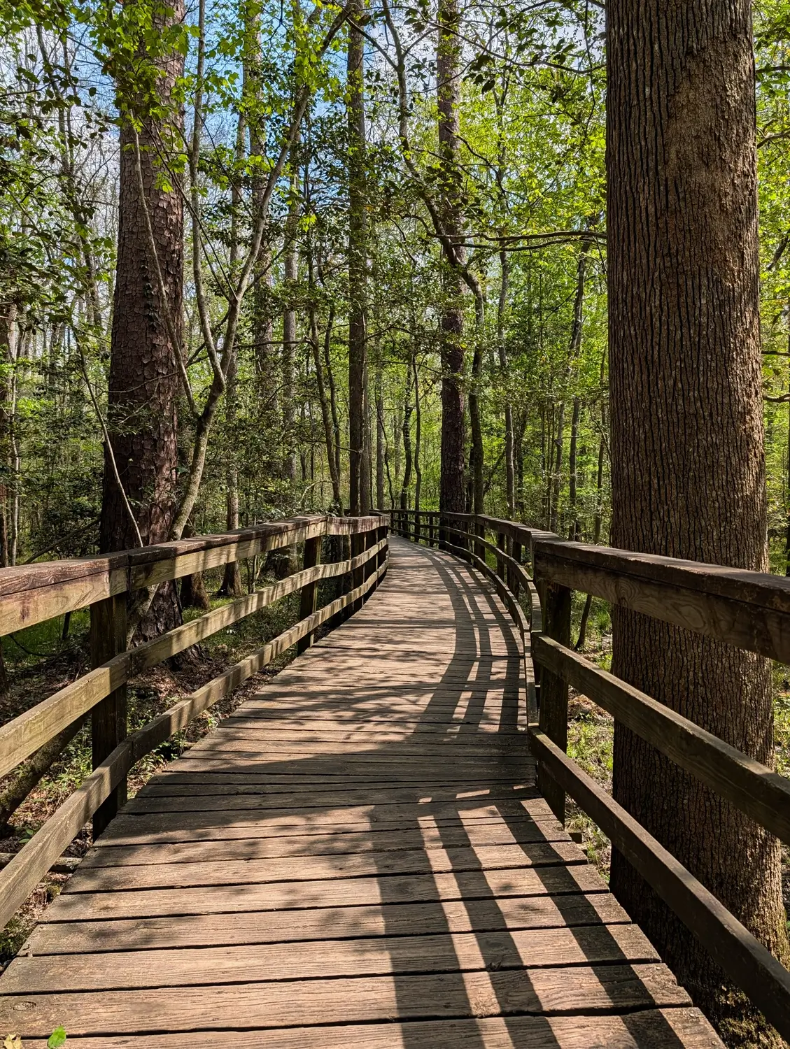 Congaree National Park Boardwalk Loop Trail Congaree National Park With Dogs: What It’s Like Visiting in Spring
