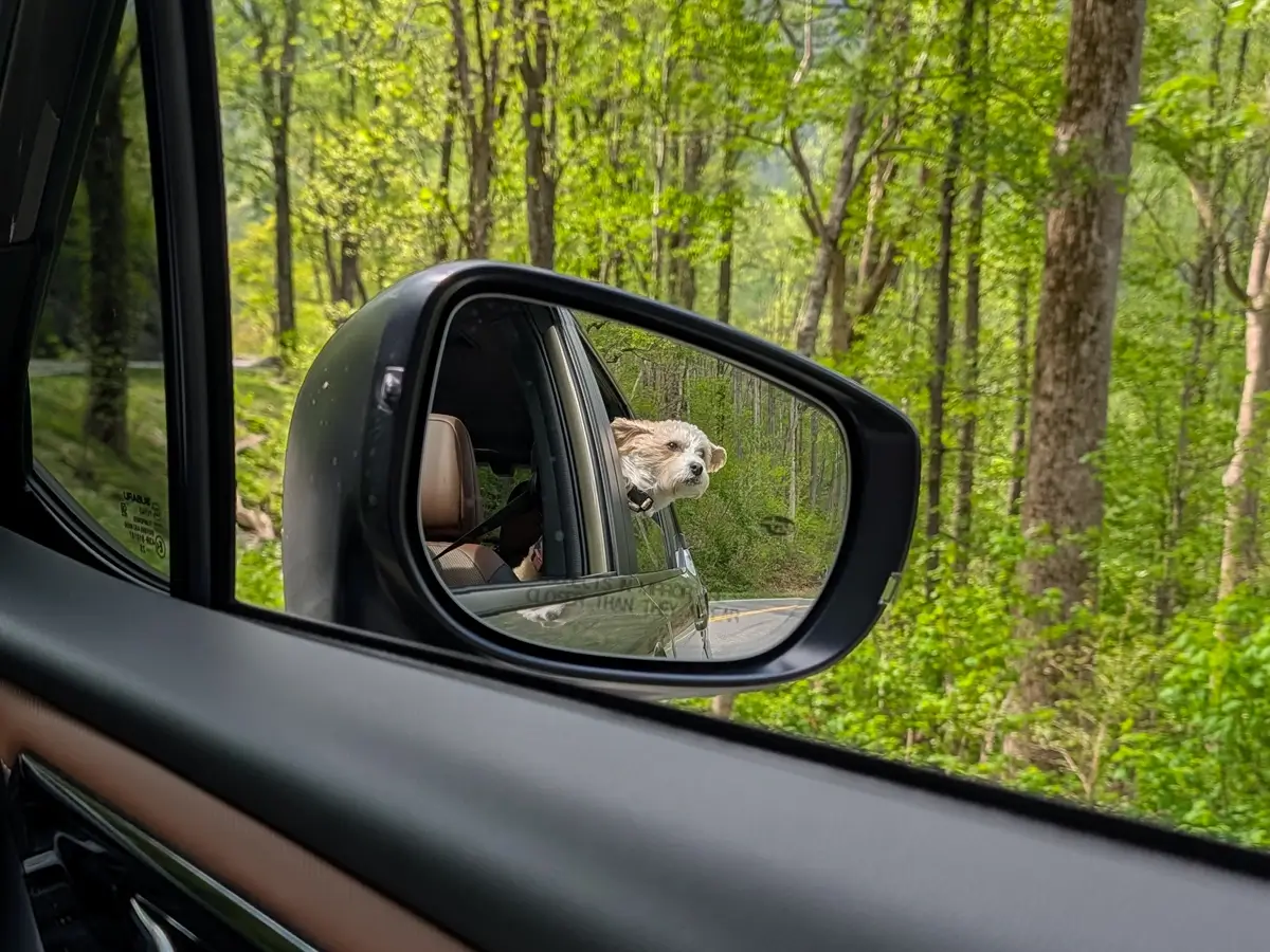 Reflection in a car side mirror of a small white dog looking out the window while driving through the scenic, wooded roads of the Great Smoky Mountains.
