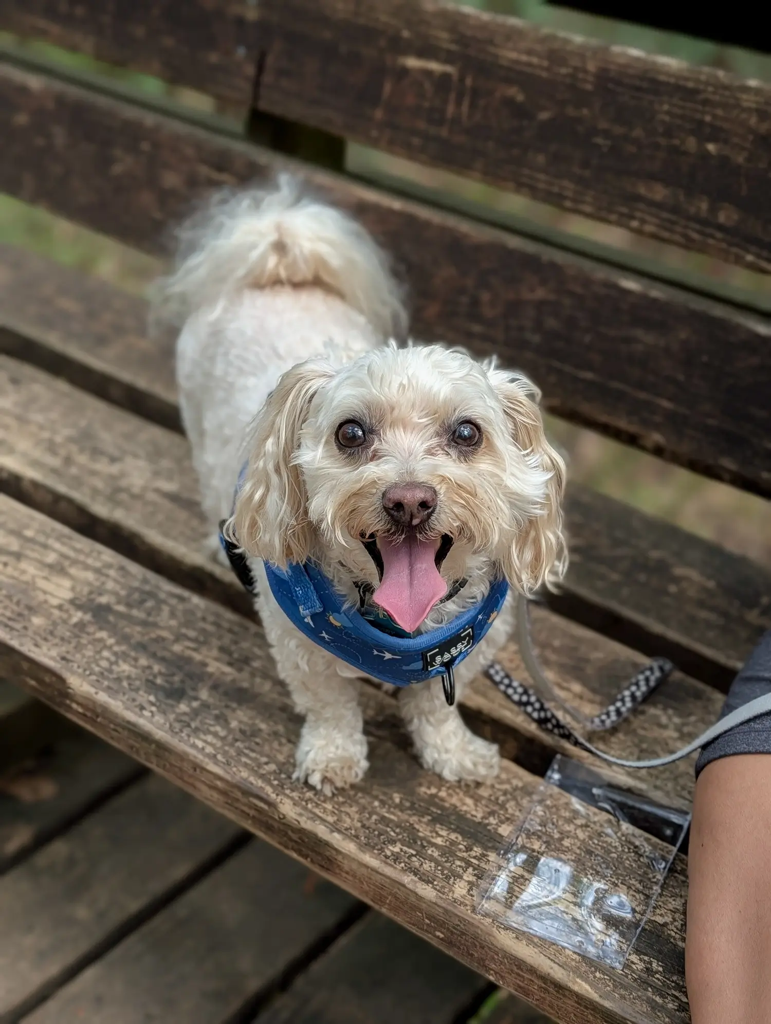 A cheerful small white dog with a blue harness on a wooden bench, highlighting the dog-friendly trails in Congaree National Park.