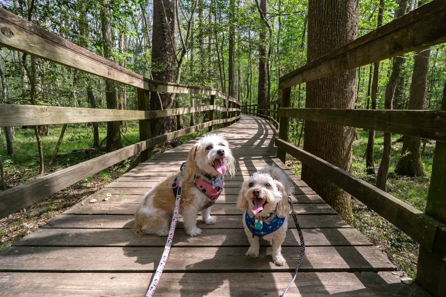 Two small dogs on leashes sit on a wooden boardwalk trail in Congaree National Park, surrounded by tall trees and dappled sunlight as the path stretches into the forest.