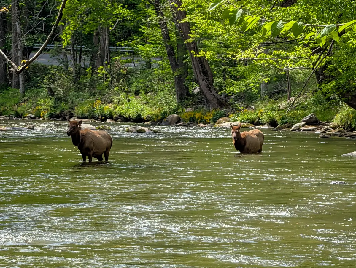 Two large elk standing in the shallow water of the Oconaluftee River surrounded by bright green spring forest in Great Smoky Mountains National Park.