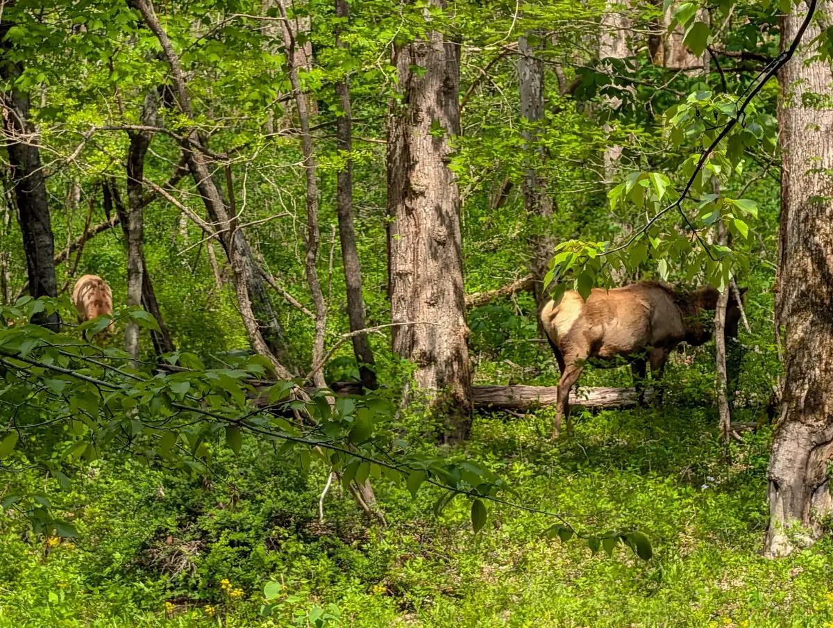 Two wild elk grazing in a dense, green forest near the Oconaluftee River Trail, a popular spot for wildlife viewing in the Smokies.