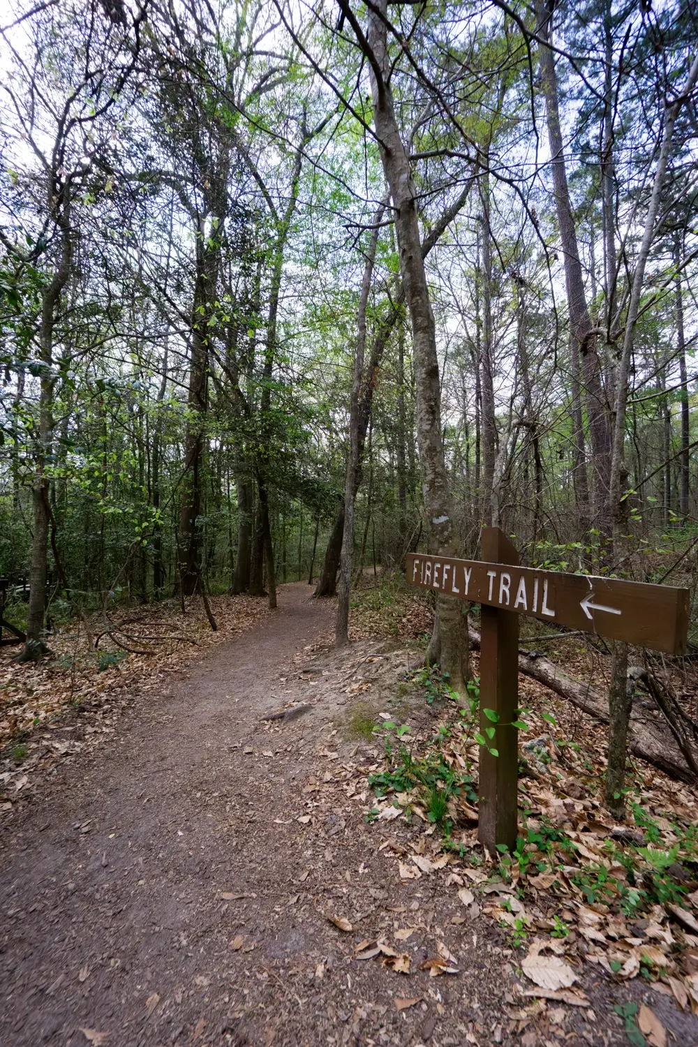 A wooden directional sign for the Firefly Trail, one of the famous nature paths near the Boardwalk Loop in Congaree National Park.