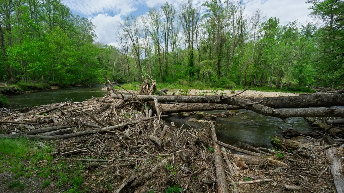 Scenic view of the Oconaluftee River in the Great Smoky Mountains National Park, featuring a large fallen log, fishermen and lush green forest along a dog-friendly hiking area.