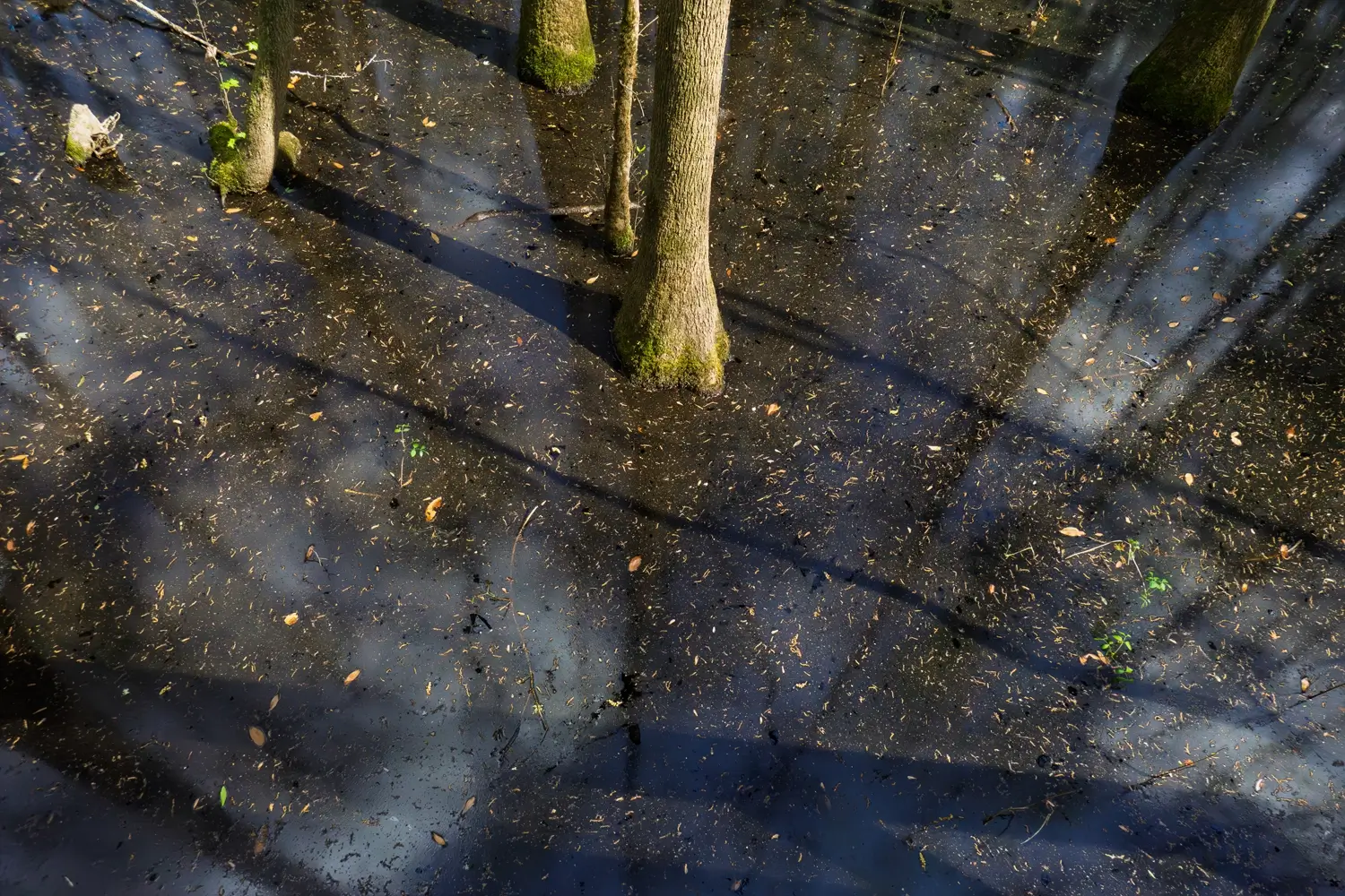 A high-angle view of the dark, swamp floor under the Boardwalk Loop, showing the unique roots of tupelo and cypress trees in the Congaree floodplain.
