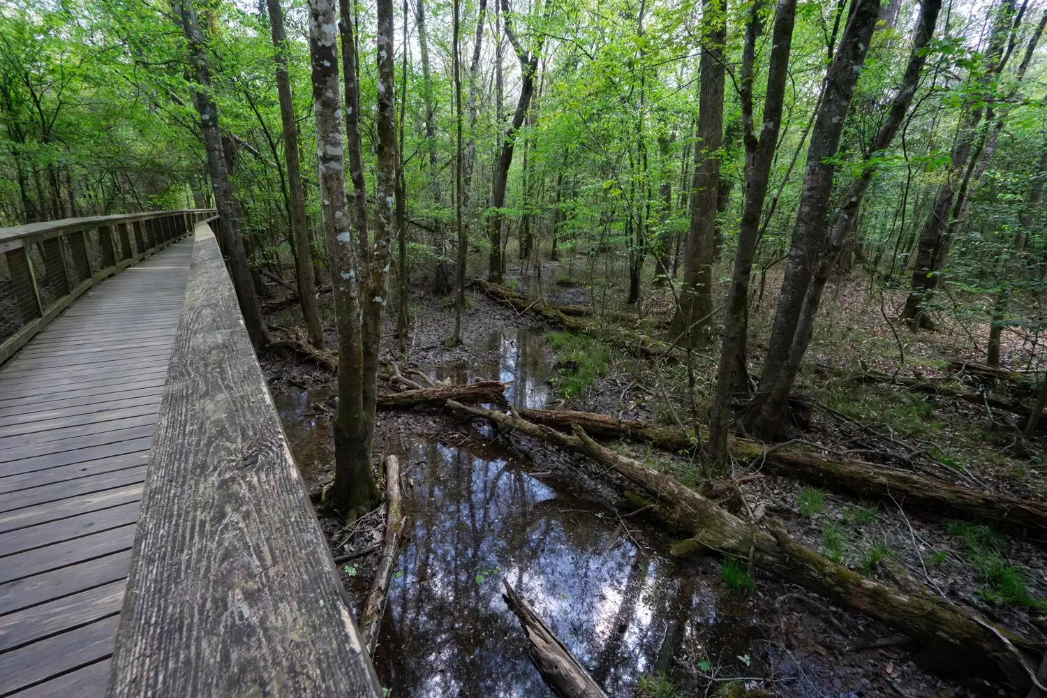 A view from the elevated Boardwalk Loop into the cypress swamp, showing fallen logs and still floodwaters in the Congaree National Park floodplain.