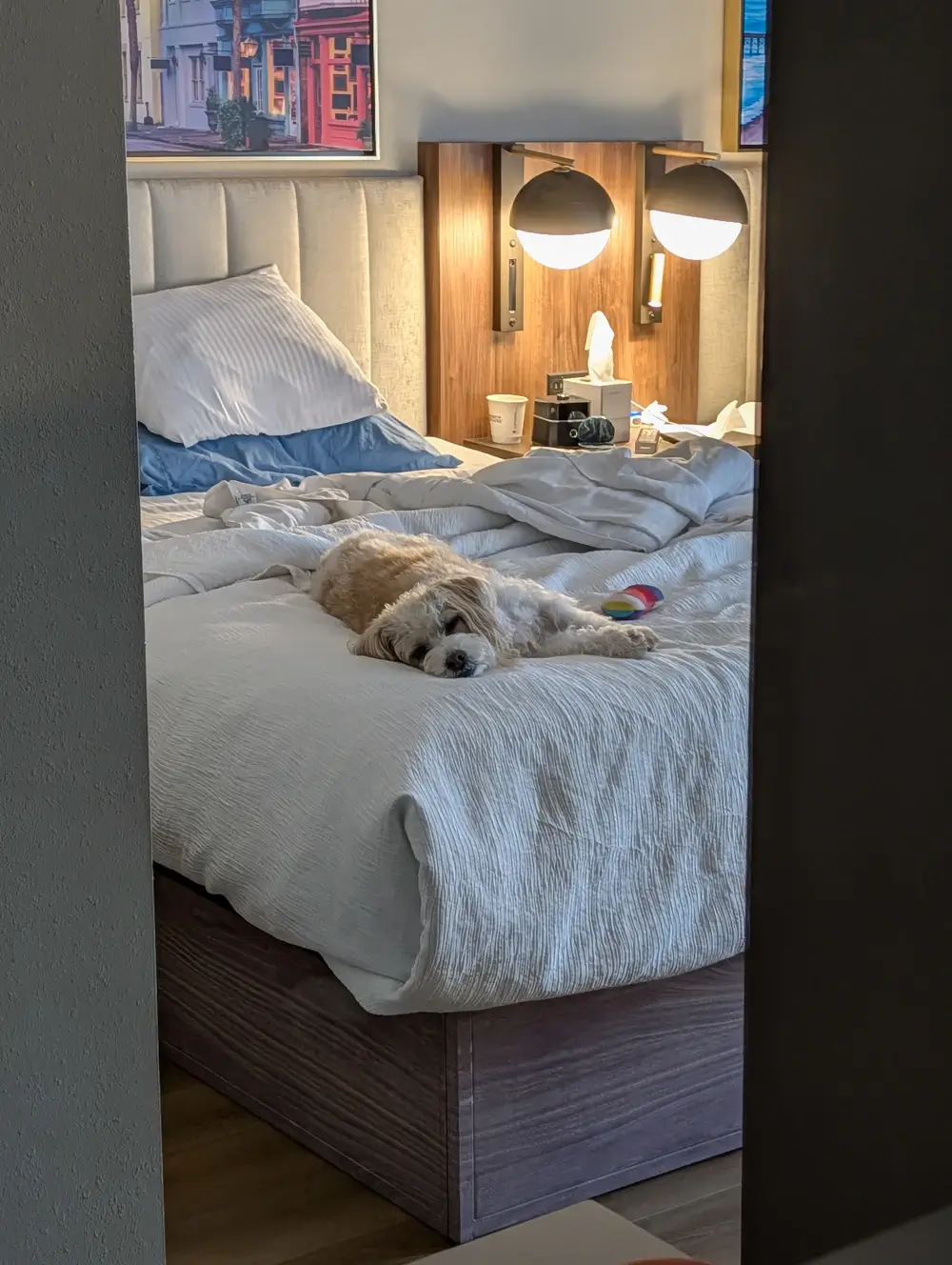 A small white dog named Lily relaxes on a white hotel bed at the pet-friendly La Quinta Inn by Wyndham Columbia Southeast Fort Jackson, South Carolina.