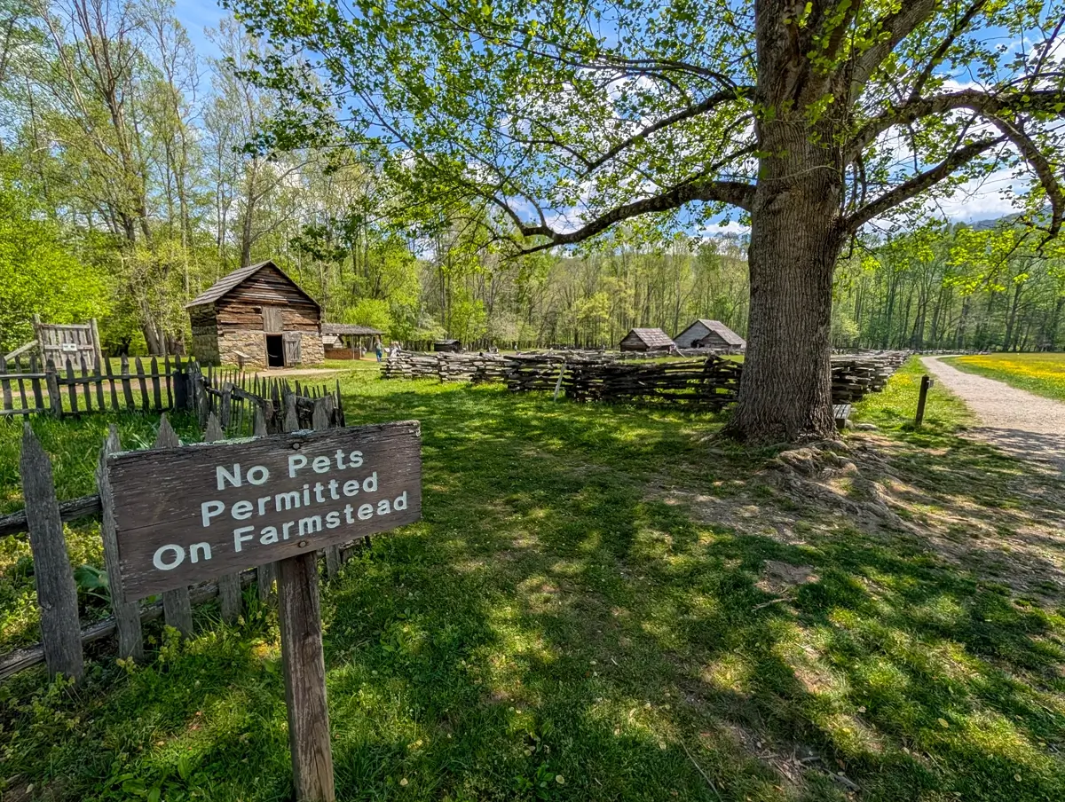 A wooden "No Pets Permitted On Farmstead" sign near the Mountain Farm Museum, showing the boundary where dog-friendly hiking ends at the historic site.