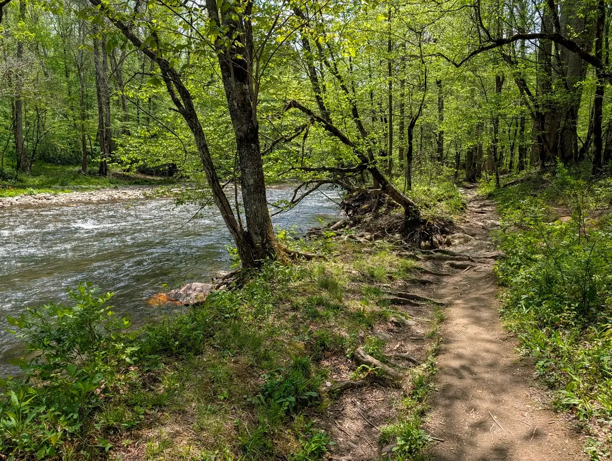 A narrow dirt hiking trail winding through a lush green forest alongside the rushing Oconaluftee River, highlighting the natural beauty of dog-friendly paths in the national park.