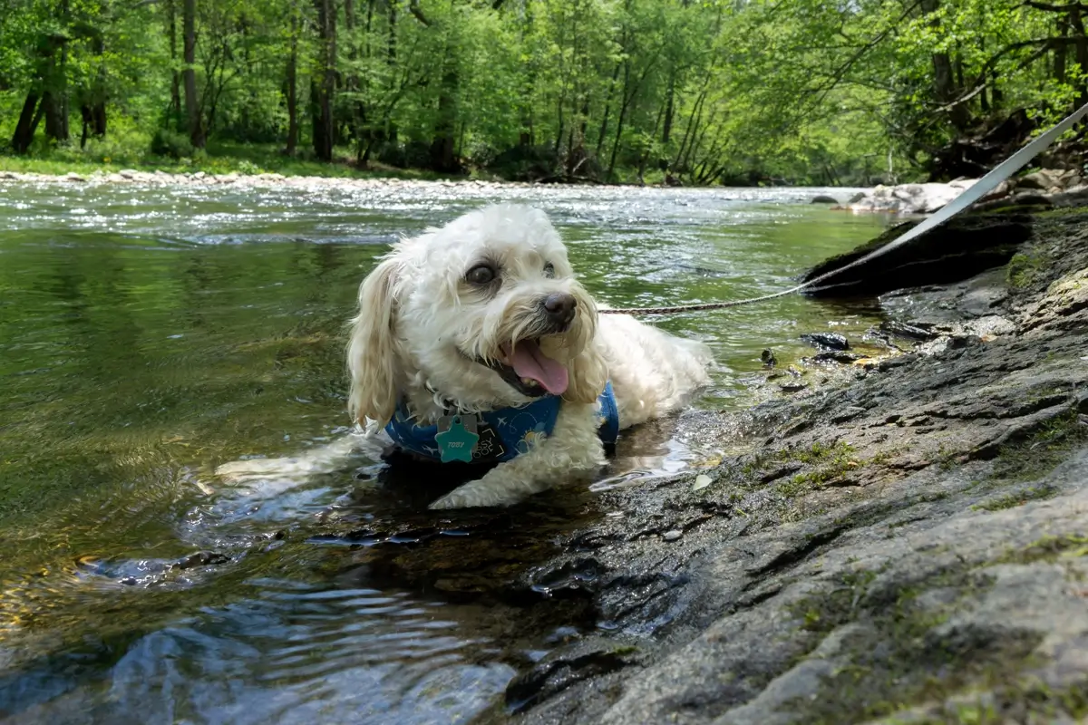 A small white dog named Toby wearing a blue harness, lying in the shallow water of the Oconaluftee River to cool off during a dog-friendly hike in the Smokies.