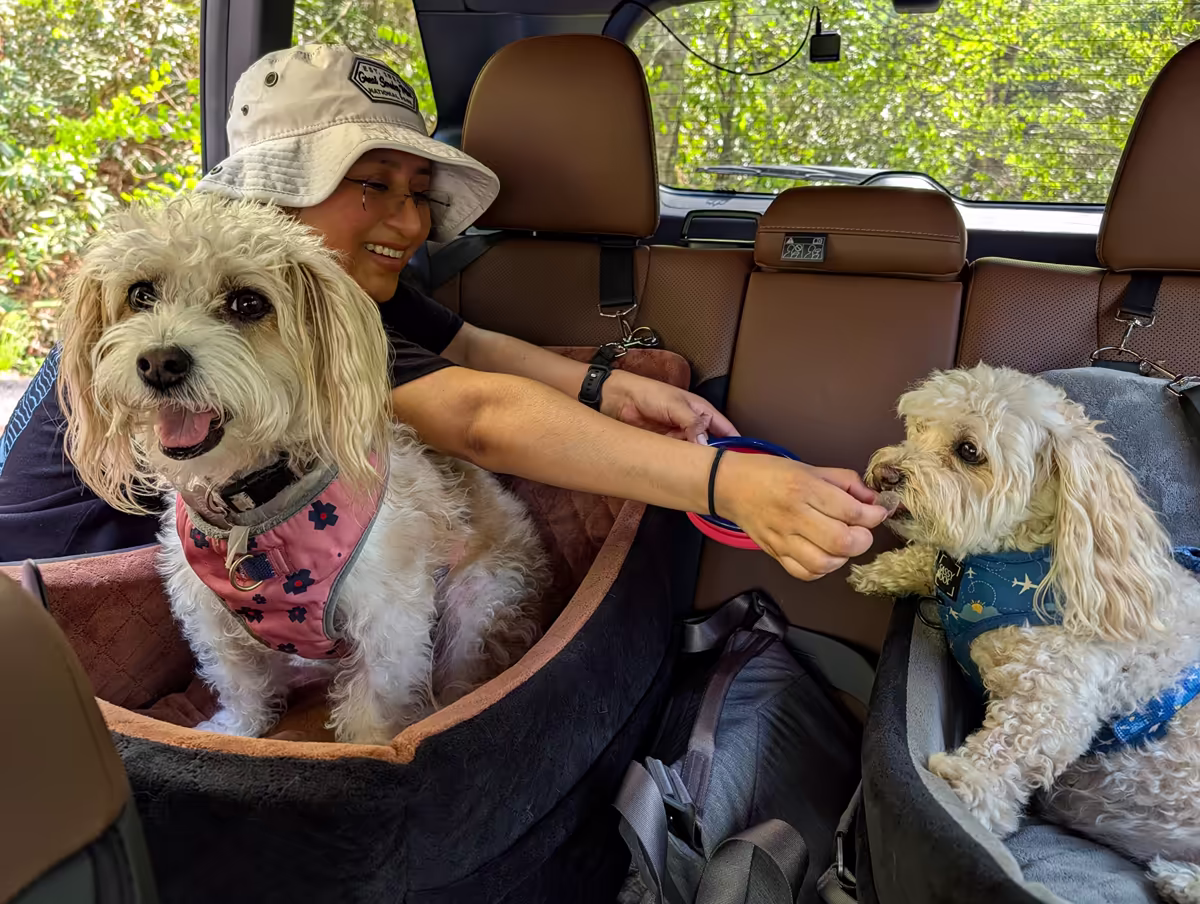 Dogs In The Car Minerva wearing a bucket hat standing next to a car, leaning into the backseat, feeding ice to two small, light-colored dogs sitting in individual travel booster seats.